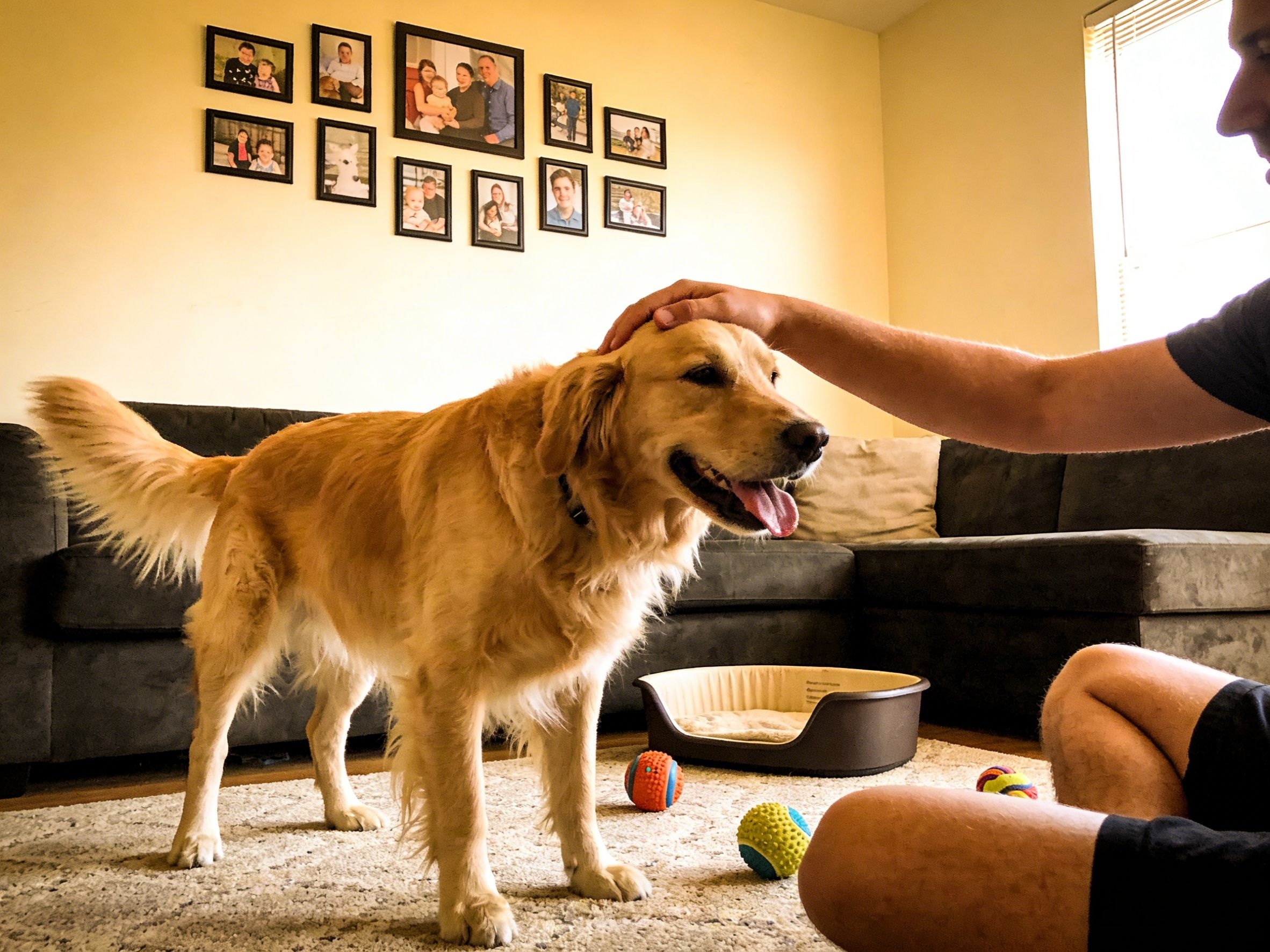 与一只金毛的琐碎时光